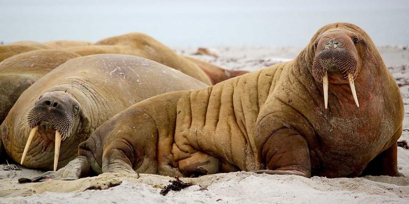 产后抑郁如何影响伴侣关系？专业情感咨询与在线心理咨询的介入方法