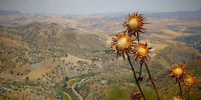 幸福星心理健康服务：用认知行为疗法重塑人际关系咨询