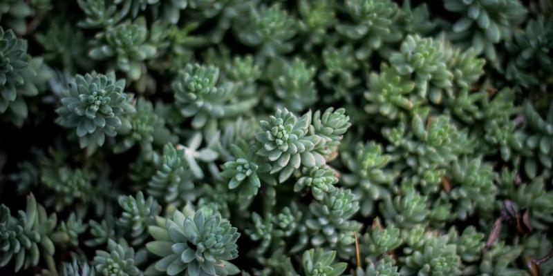 异地恋如何跨越距离建立深度信任？情绪支持与在线心理咨询的关键策略